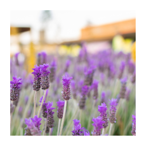 Aromatic